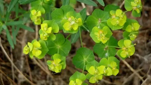 日月峡中草药:狼毒 - 阿酷e-file