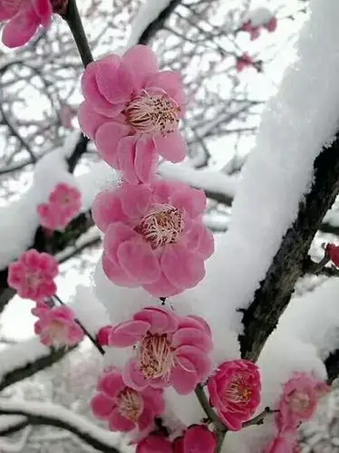 傲雪寒梅,冰雪世界