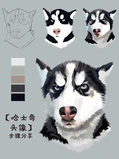 宠物头像哈士奇二哈详细画法