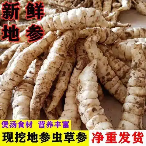 新品优惠券15元现挖新鲜地参地环地虫草参地藕地笋