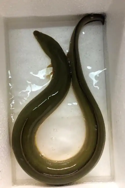 黄鳗鱼河鳗鱼鲜活河鳗鱼黄鳗鱼一斤到2斤以上一条活体 1.4-1.