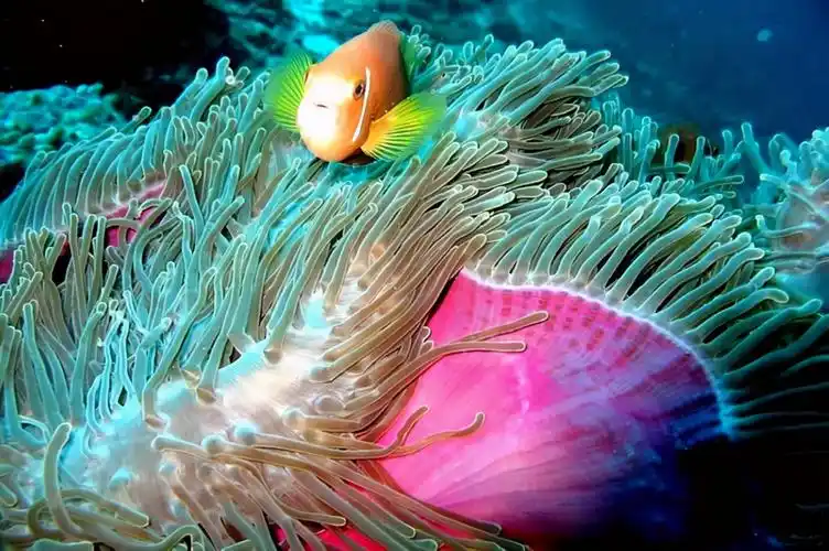 各种各样的海洋生物