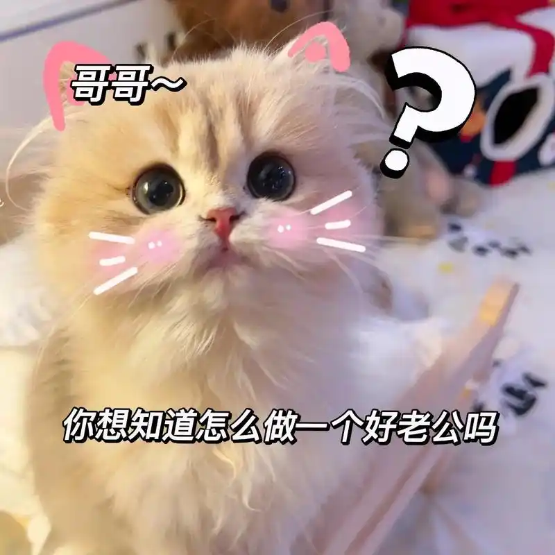 发给男朋友提醒他做个好老公吧.#猫咪表情包 #情侣表情包 # - 抖音