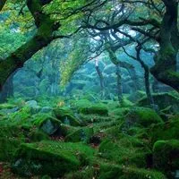 原始森林的深邃绿色_微信头像图片大全