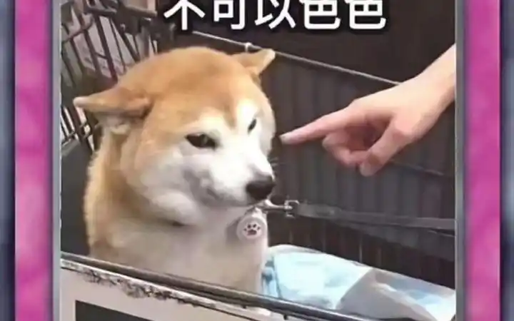 不可以色色柴犬doge表情包游戏王卡组全集贴吧经典_哔哩哔哩_bilibili