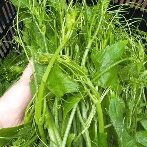 新鲜洋瓜尖龙须菜佛手瓜尖丝瓜尖现摘现发农家其它