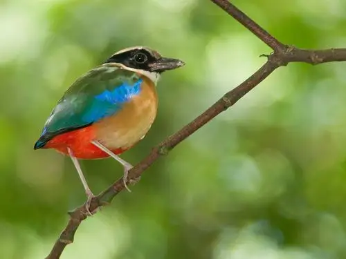 鸟特写,美丽的羽毛,树枝 壁纸 - 1600x1200