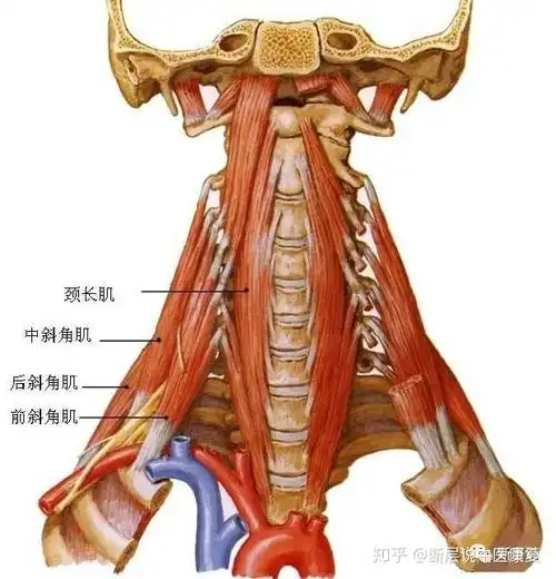 一篇文章搞定万众瞩目的斜角肌总有你不知道的东西