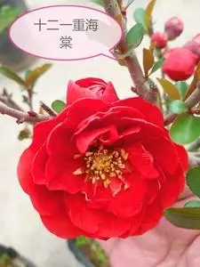 十二一重海棠花盆栽老桩树桩植物室内花卉日本耐寒耐热海棠 实物