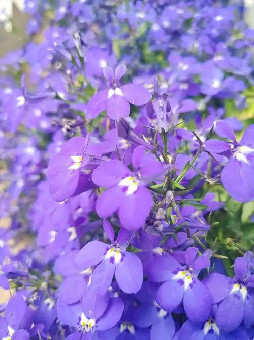 紫色的花很漂亮