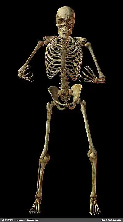 人体骨骼结构图骷髅人图片