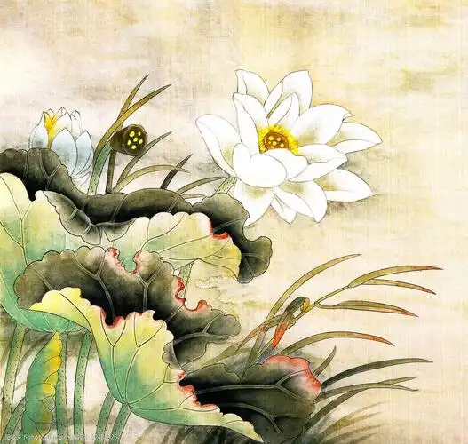 荷花工笔画装饰