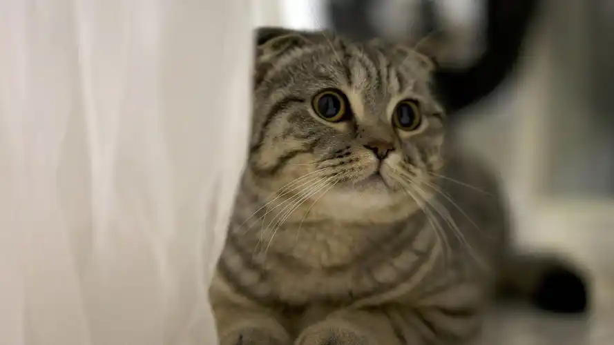 猫咪乱尿的原因,不仅是因为发情哟~_猫砂_厕所_现象