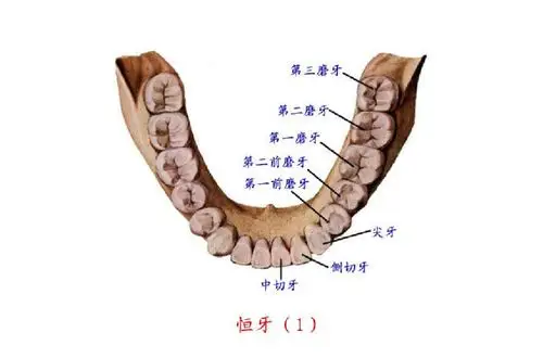 牙齿的保护(副本)