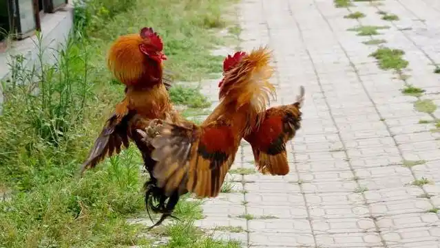 的,结果一不小心公鸡挣脱了,乱到东边又飞到西边,搞的卫生室一地鸡毛