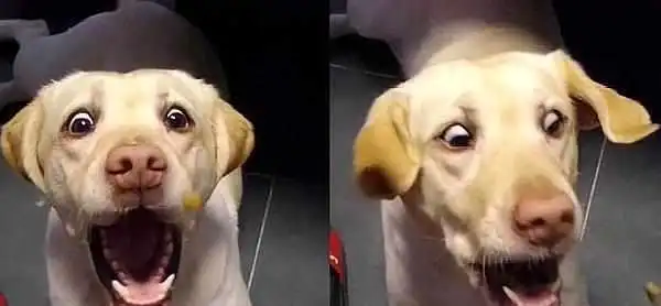 狗子没接到食物,直接从嘴巴飞过,下一秒表情笑喷了