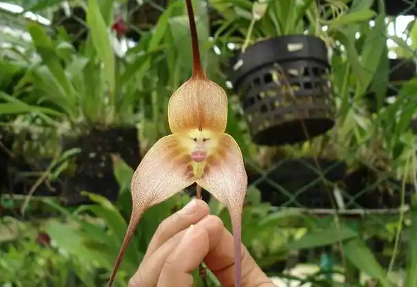 十二生肖动物名称的植物谁能认全?