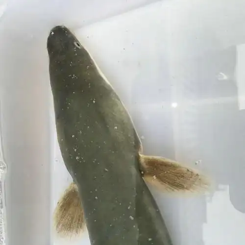 苏北野生鳗鱼淡水鳗新鲜河鳗活鳗鱼活体现杀河鳗白鳝白鳗鳗鲡500g