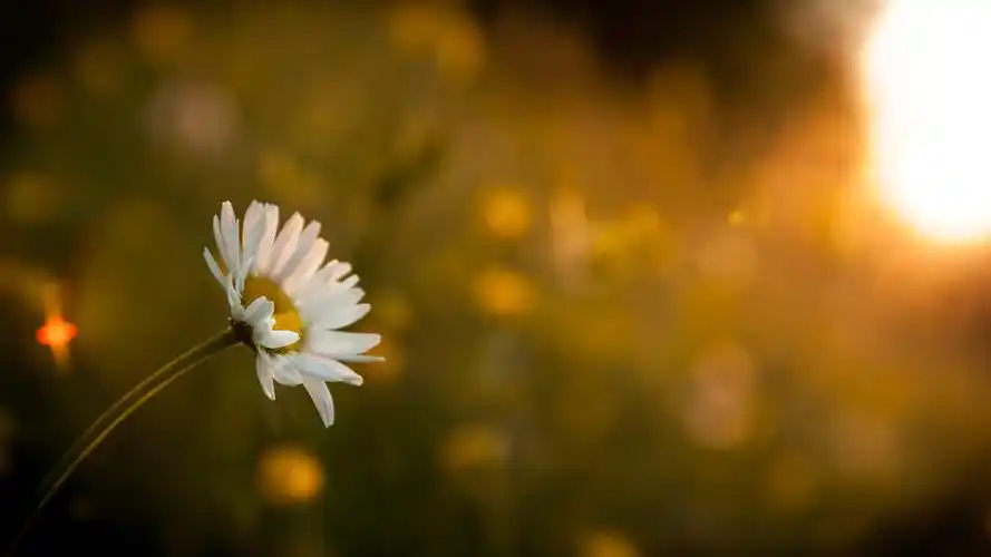 安卓(android)小清新 清新淡雅高清手机壁纸免费下载,安心市场-用安卓