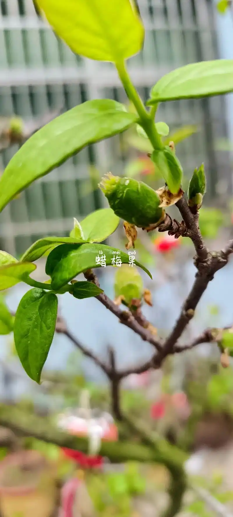 各梅花结果了,除了蜡梅果其他可以做青梅酒,乌梅子可以做乌梅子 - 抖