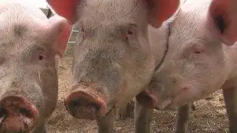 视频显示了三头猪在马厩里吱吱叫.