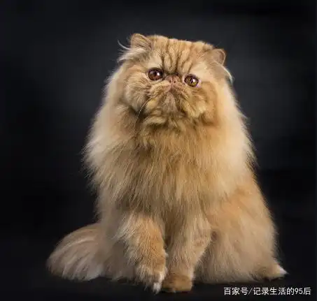 十大适合家养的猫咪