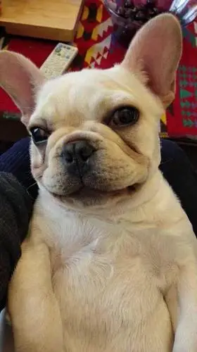 六个月的法国斗牛犬,男宝宝