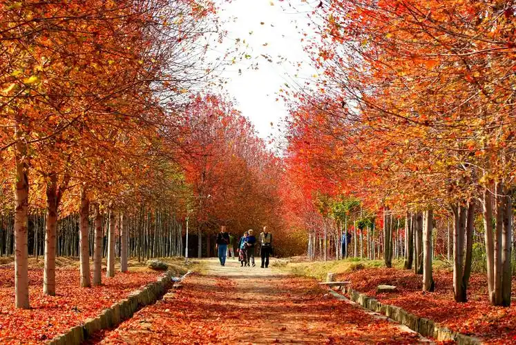 这是八大关,太平角公园,还有胶南的枫树林风景.