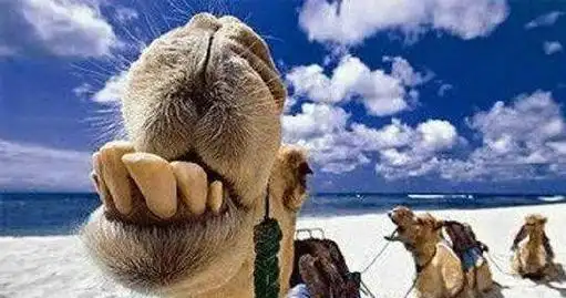 图看让人忍俊不禁的动物"开怀大笑",卖得了萌,犯得了二|绵羊|猴子