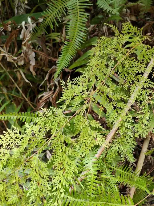 广西大山中草药材乌蕨 乌韭 小叶凤尾鸡尾草 全草带根500克新鲜