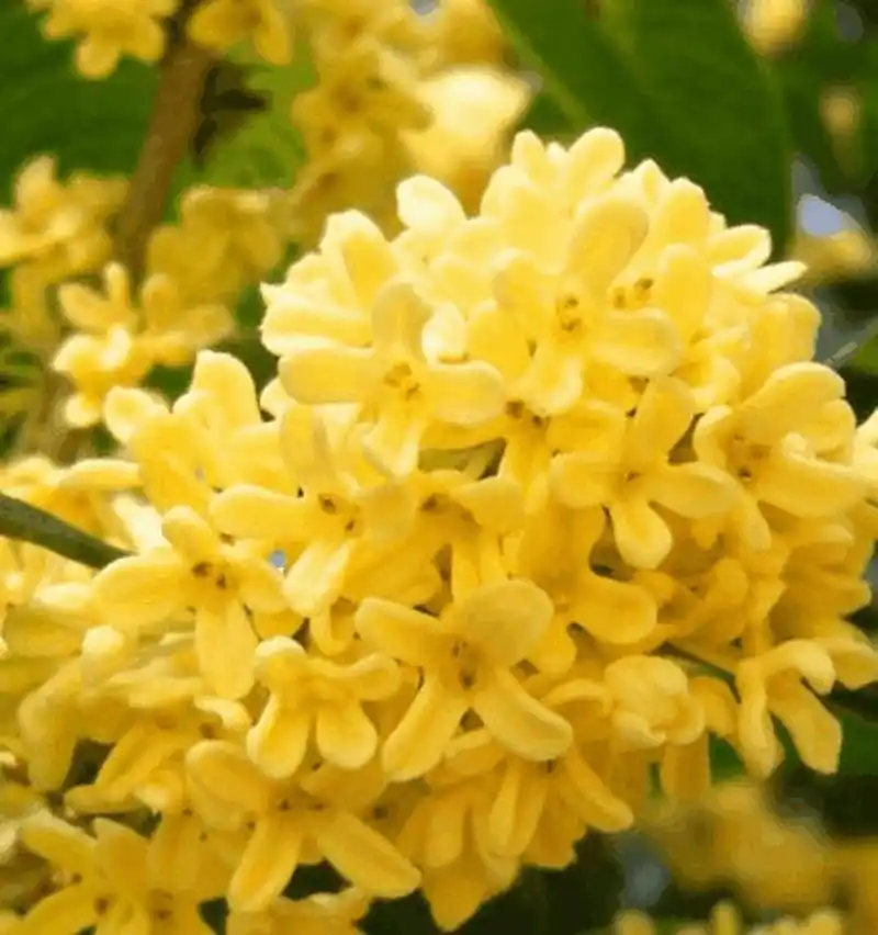 十里飘香的桂花,  黄色小花瓣像米粒一般,  紧紧簇拥在一起,  是种