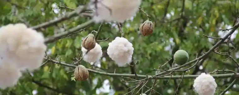 白色木棉花的花语是什么