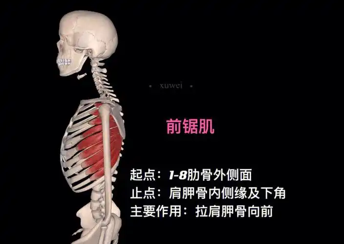 拉肩胛骨向前99胸小肌起点:第3-5肋骨止点:肩胛骨喙突主要作用:拉