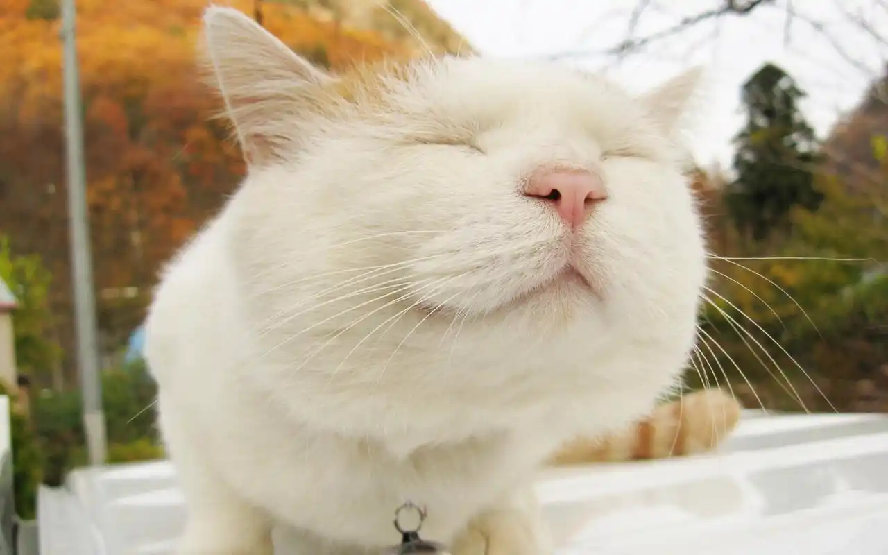 可爱的白色大肥猫眯眼卖萌高清搞笑动物图片桌面壁纸2