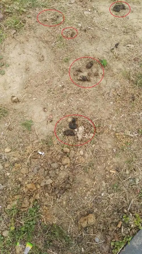 遍地"狗屎"狗之责?人之过?