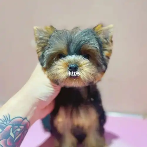 马来西亚萌宠金头钢蓝背约克夏