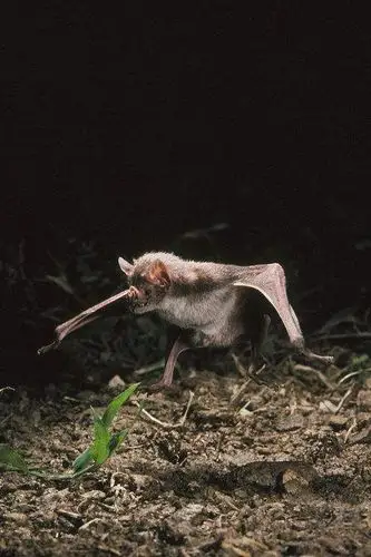 翼手目·吸血蝠科:吸血蝙蝠