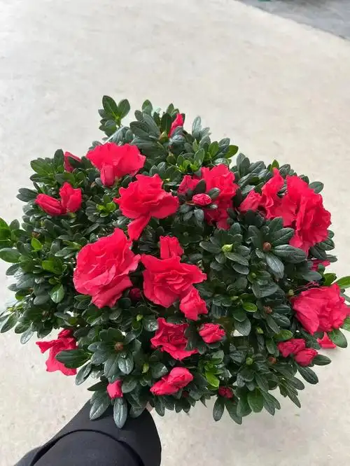 240#精品梅红杜鹃 开花绿植盆栽-阿里巴巴