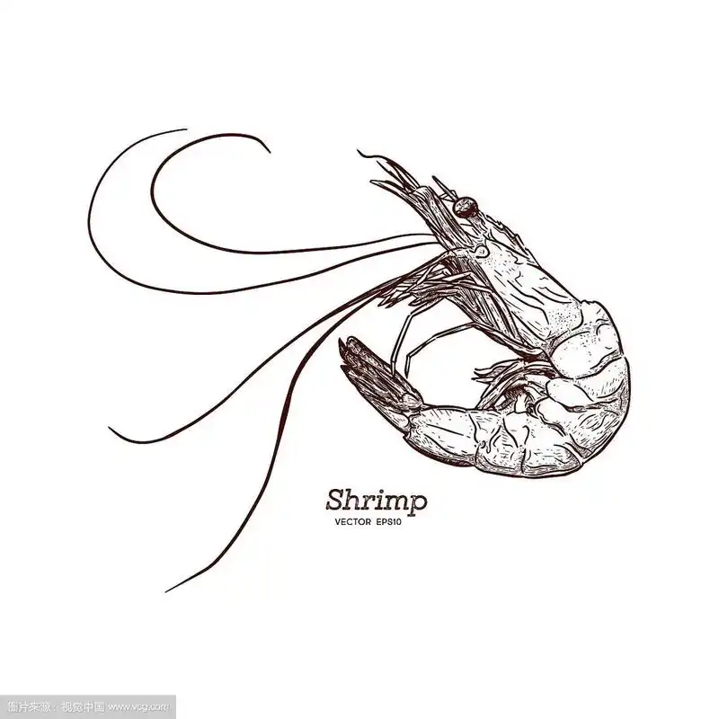 虾素描风格