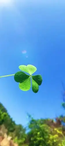 四叶草上一图集:艳丽唯美的郁金香花语下一图集:小清新雏菊优美意境