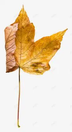 枯叶素材