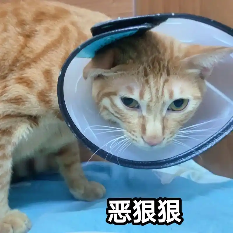 更新点无聊的猫猫照片.#搞笑表情包 #摆烂 #平凡的幸福 # - 抖音