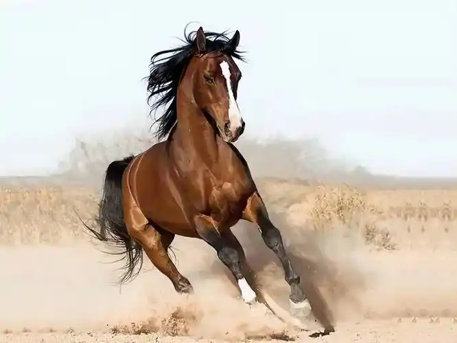 汗血宝马产生于大宛国,今天的乌兹别克斯坦.