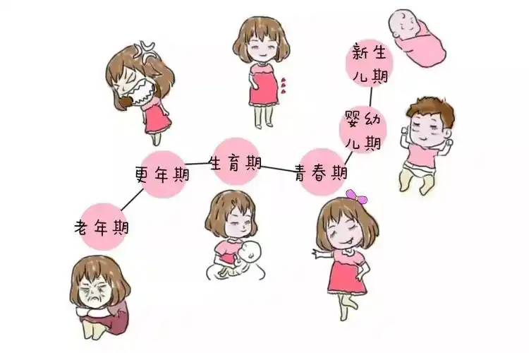 女性的一生可分为新生儿期,婴幼儿期,青春期,生育期,更年期和老年期.