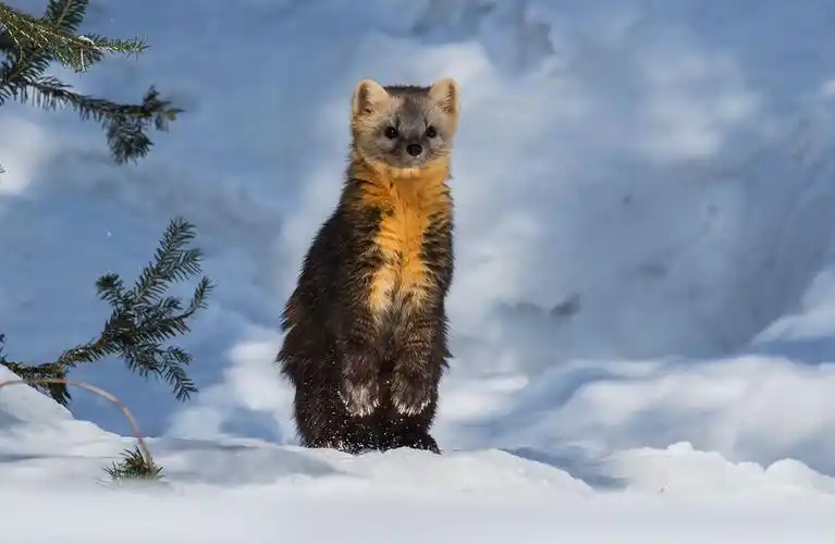 与英国广播公司bbc野生动物摄制组在长白山拍摄野生紫貂