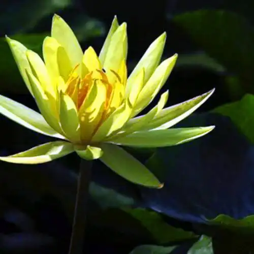 佛系图片头像禅意荷花 独一无二的佛系莲花图片微信头像_微信头像