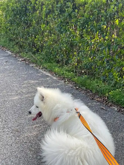 第一次养狗领养的萨摩耶对我有敌意怎么办