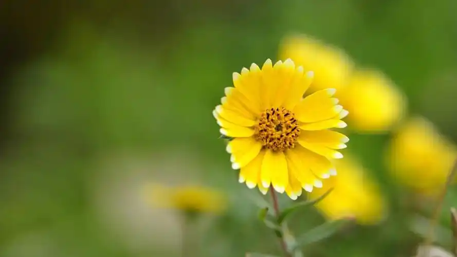 春天唯美小花微距摄影图片壁纸