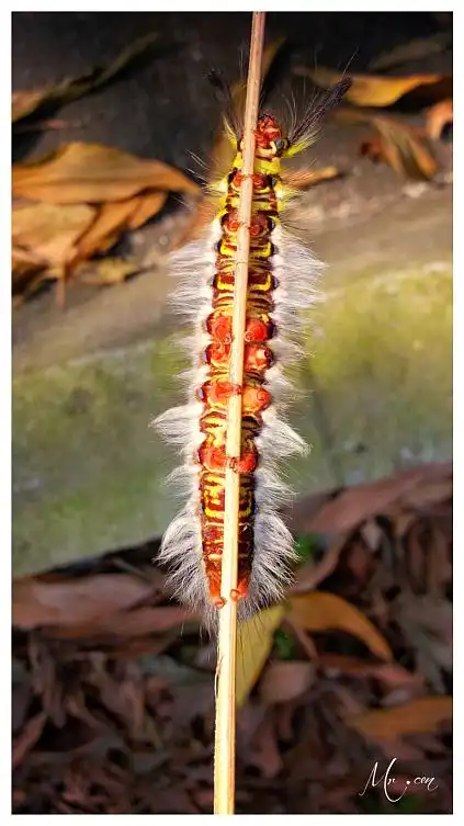 原创作品:《猫猫虫》