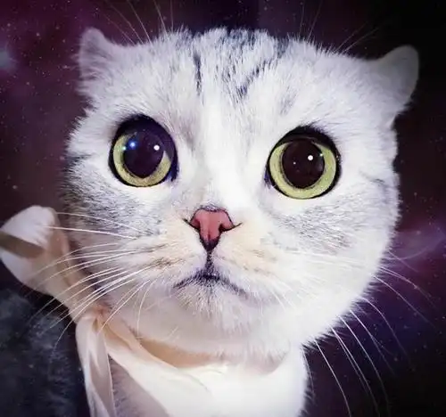 眼睛这么大的喵星人, 萌翻! !